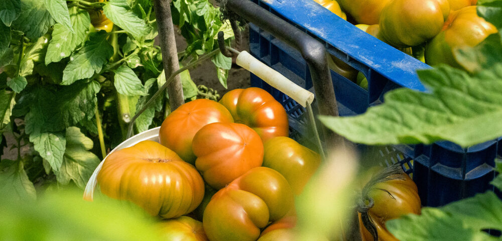 La temporada del tomate