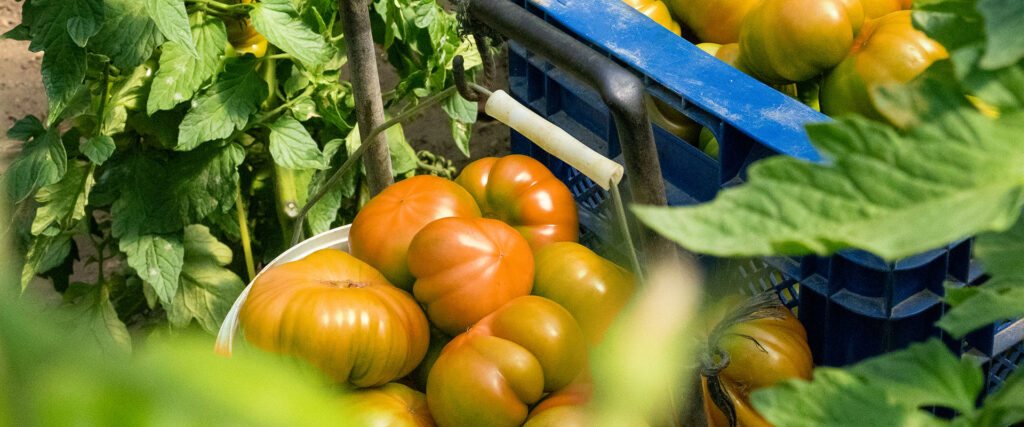 La temporada del tomate