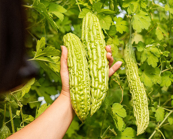 Descubriendo las Verduras Asiáticas: Variedad y Sabor para la Agroalimentación Global