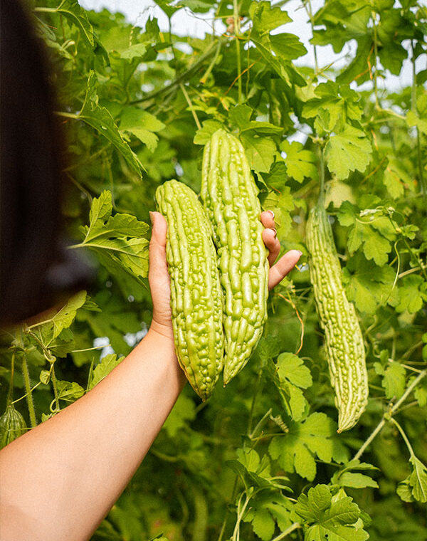 Descubriendo las Verduras Asiáticas: Variedad y Sabor para la Agroalimentación Global