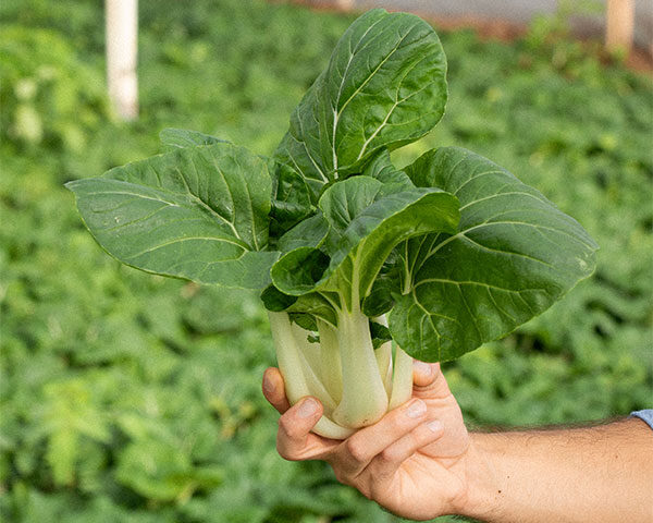 La Temporada de las Verduras Chinas: Cultivo, Recolección y el Papel de las Cooperativas Agrarias