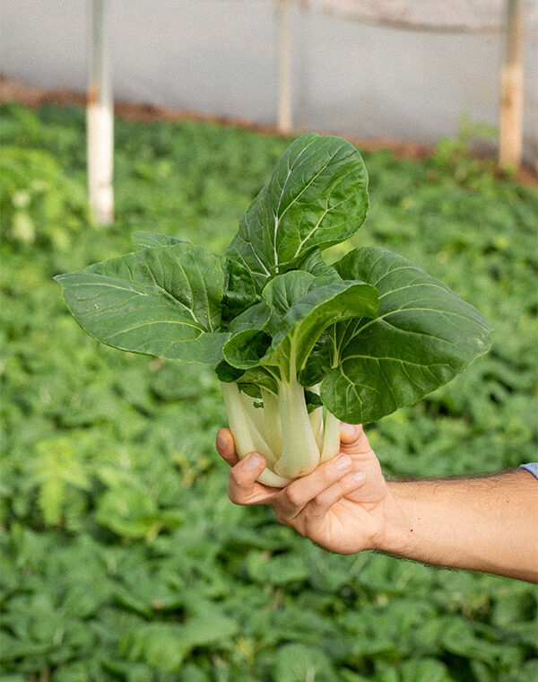 La Temporada de las Verduras Chinas: Cultivo, Recolección y el Papel de las Cooperativas Agrarias